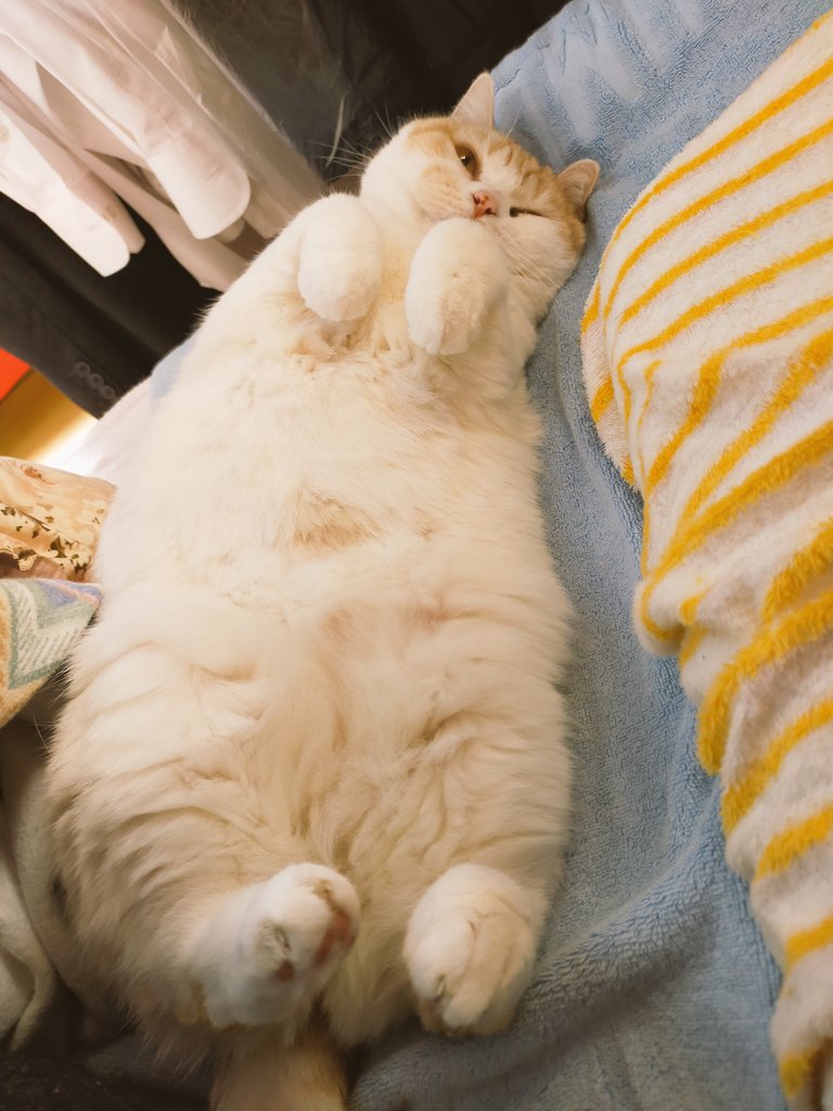 nyanyanya0902's tweet image. 