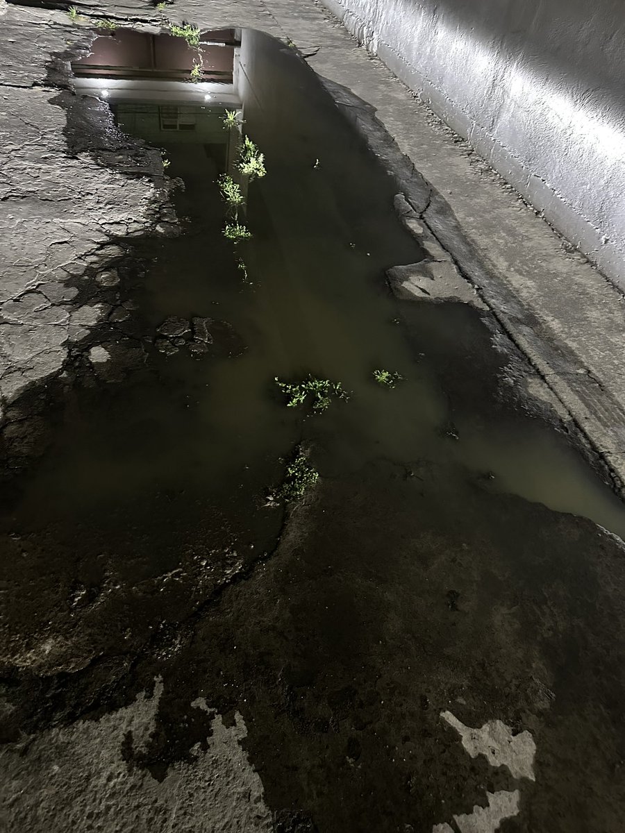 Veronica Soto tweet media