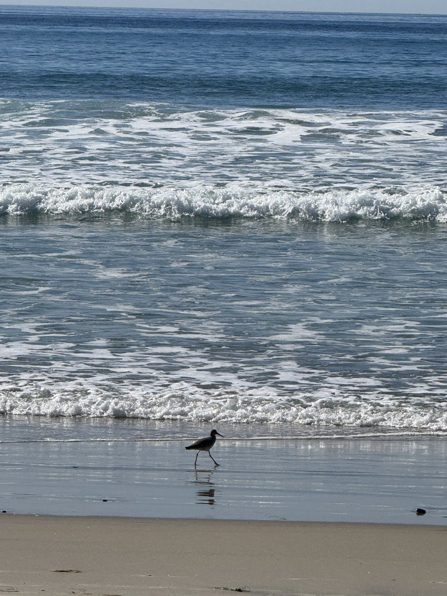 JaayKerr's tweet image. Meanwhile in San Diego…

#SolarPowered #BeachLife #SecretLifeOfAMermaid