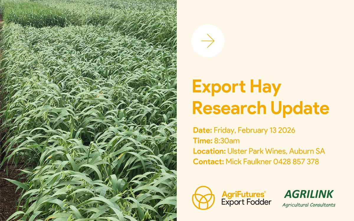 AgriFuturesAU's tweet photo. Join us in Auburn, SA for an inโdepth look at the latest findings from Agrilinkโs 2025 @agrifuturesau #ExportFodder research trials. ๐ชดHear from Mick Faulkner and Pat Guerin as they share results from Halbury and Hill River, including how 2025 results can help lift grower gross margins.
๐ฃ 8:30am
๐
Friday 13 February 2026
๐ Ulster Park Wines, Auburn SA
๐ Mick Faulkner 0428 857 378
Donโt miss practical, data-driven insights to support better decisionโmaking for the season ahead.