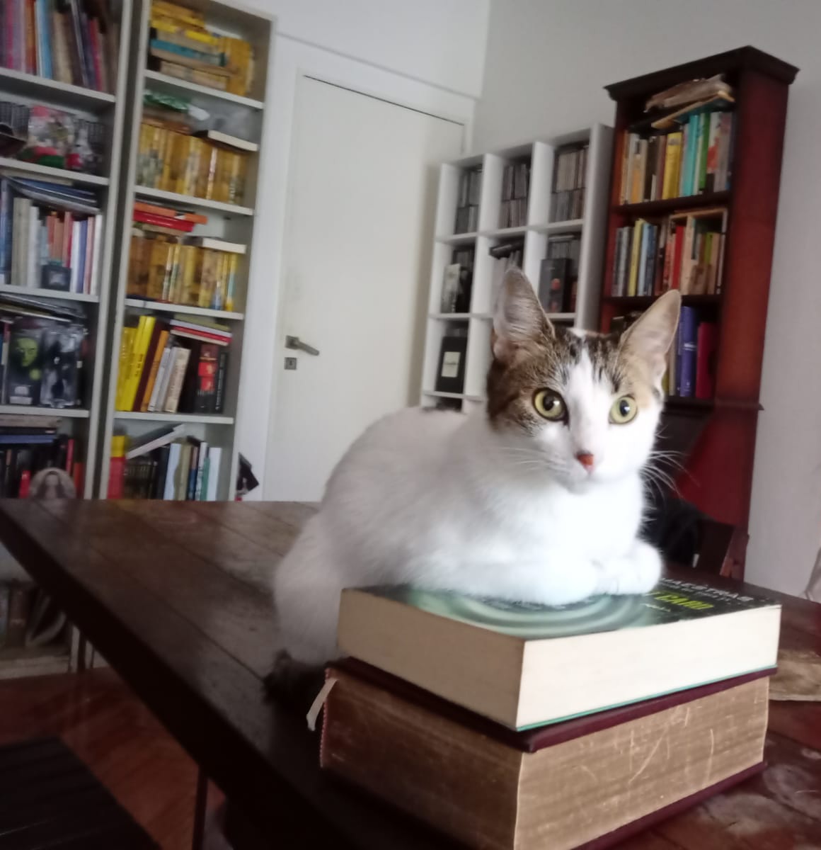 Le gustan la ciencia ficción y las novelas de las hermanas Brontë