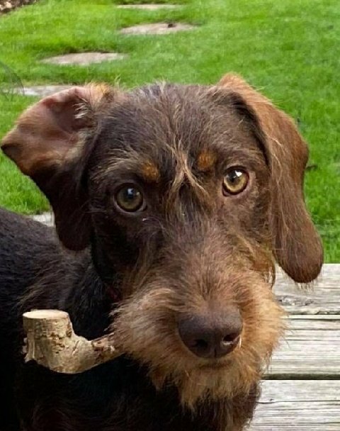 <a href="/dog_rates/">WeRateDogs</a> Oh the sweet eyes. ❤❤❤❤