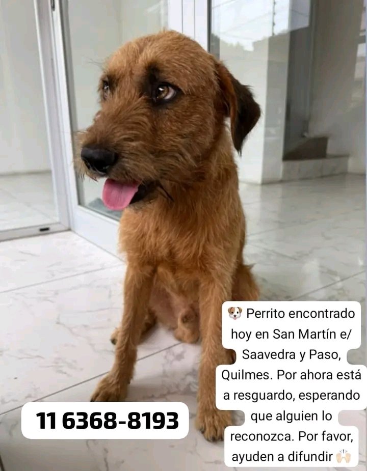 DIFUNDIR POR FAVOR!!!💞 Alguien está BUSCANDO A ESTE ANGELITO???🙏🥹🏠💓Desde ya, muchas gracias!!!🐶🤗❤️ #Quilmes #PerroEncontrado
