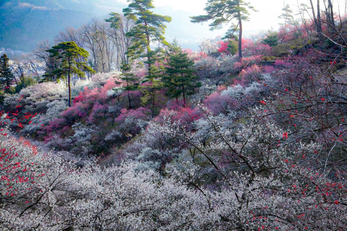 ✿「風 Ⅴ」✿ (@Mdg8P) / Posts / X