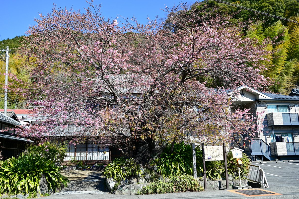 seiryuso's tweet photo. 伊豆の春、はじまります。🌸
​河津桜の原木が二分咲きになりました！
「河津桜まつり」は2月7日からスタート。
​下田への往復に、ちょっと素敵な寄り道をしていきませんか？

📷️写真は2月4日撮影分です https://t.co/EuQF6y1gWW