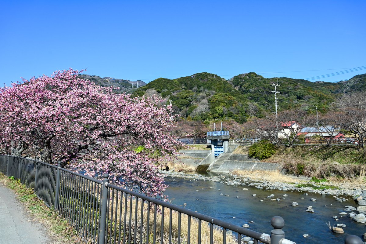 seiryuso's tweet photo. 伊豆の春、はじまります。🌸
​河津桜の原木が二分咲きになりました！
「河津桜まつり」は2月7日からスタート。
​下田への往復に、ちょっと素敵な寄り道をしていきませんか？

📷️写真は2月4日撮影分です https://t.co/EuQF6y1gWW