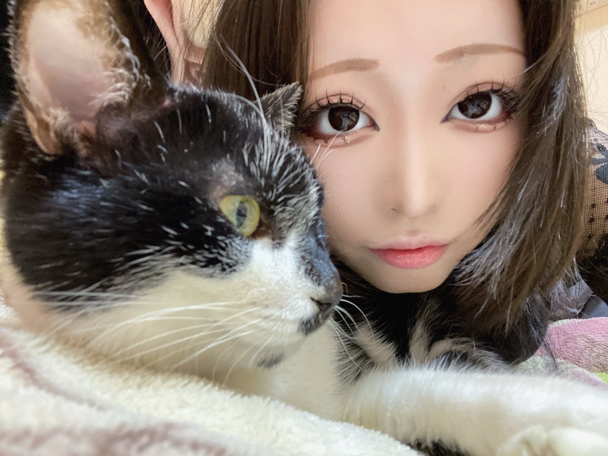 Post by わたぬき💭 on X: ﾝﾈｺﾁｬﾝ🐱