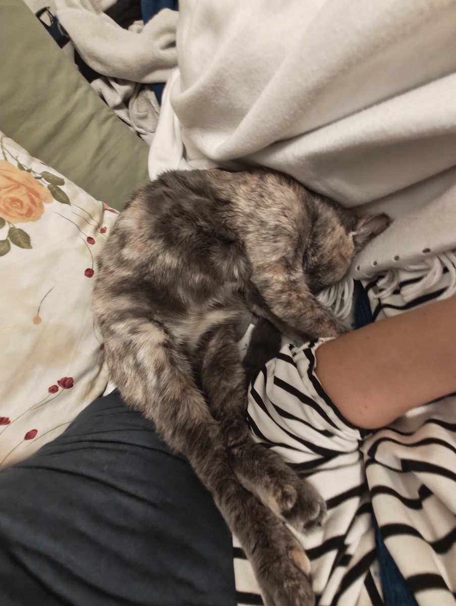 Bugün Kül kedim ve ben şu şekil mutlu uyuyacağız. Sayende <a href="/karakurtebrar18/">Ebrar Karakurt</a> ve tabiki sayenizde Tüm Kızlar. Sizi çok seviyoruz Tigers. Hepinizi tek tek. İyi ki varsınız ♥️♥️♥️