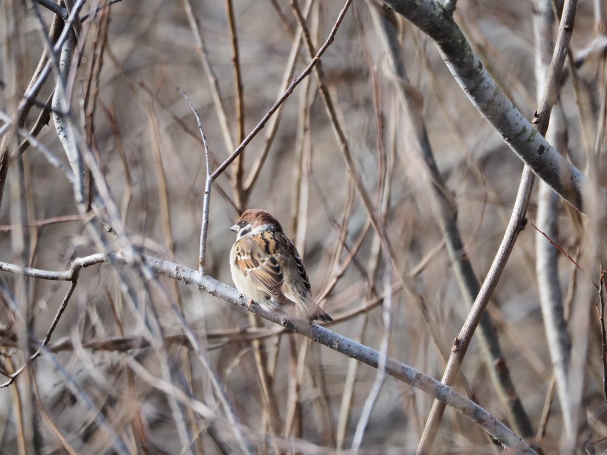 カワハヤ (@uu_nousonseitai) on Twitter photo 