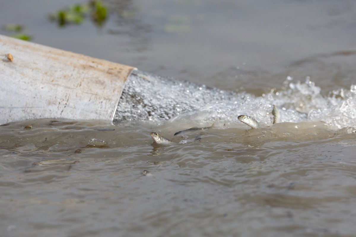 CA Rice Commission tweet media