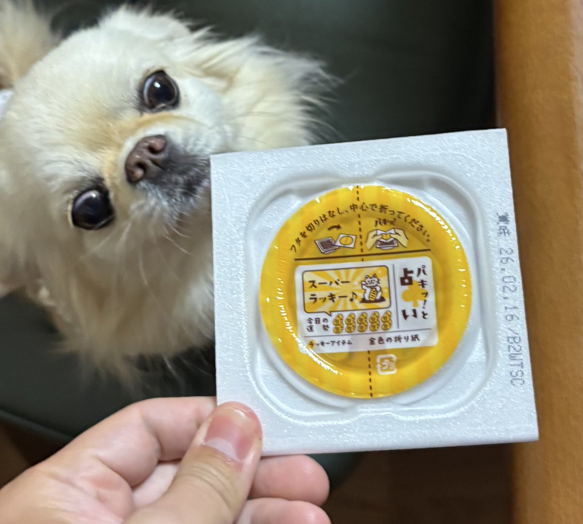 ﾊﾟｷｯ!と占い スーパーラッキー♩