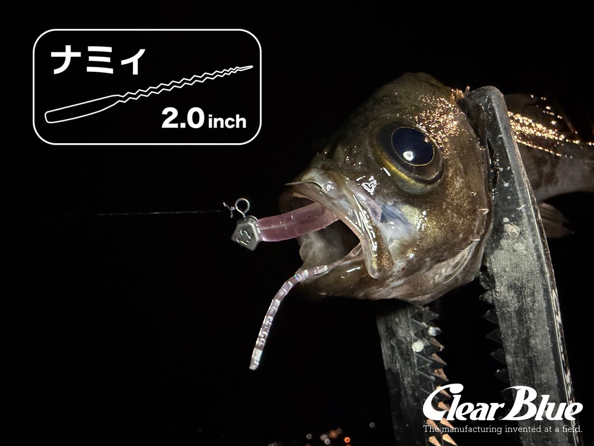 ［ナミィ 2.0inch］
 
ナミィが強い！🤣👍
まさにエサ！🤣👈

#PR #clearblue #アジング #しんさんの釣り #四国青組