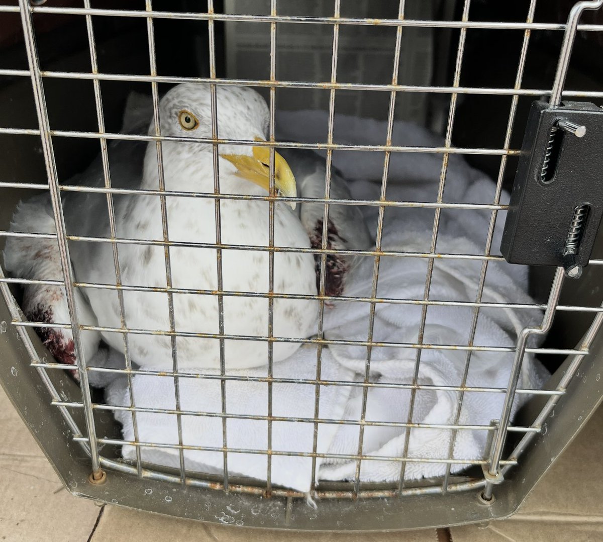 Chicago Bird Collision Monitors tweet media