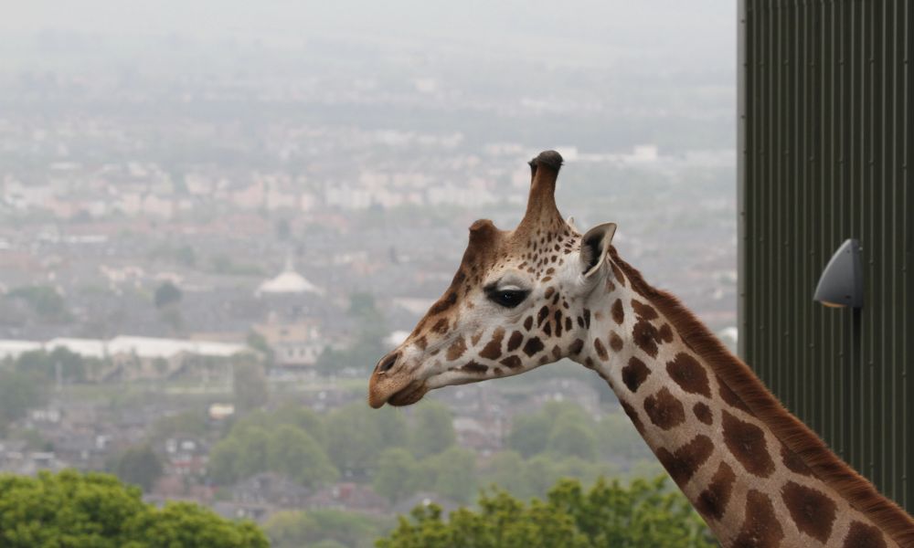 Beloved giraffe dies at zoo after brief illness:  talker.news/2026/02/04/bel… 

#animals #animals #wildlife