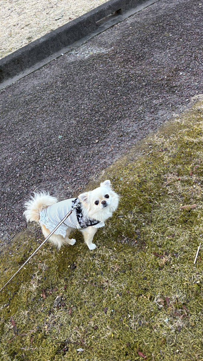 お散歩中のココちゃん🐶💕