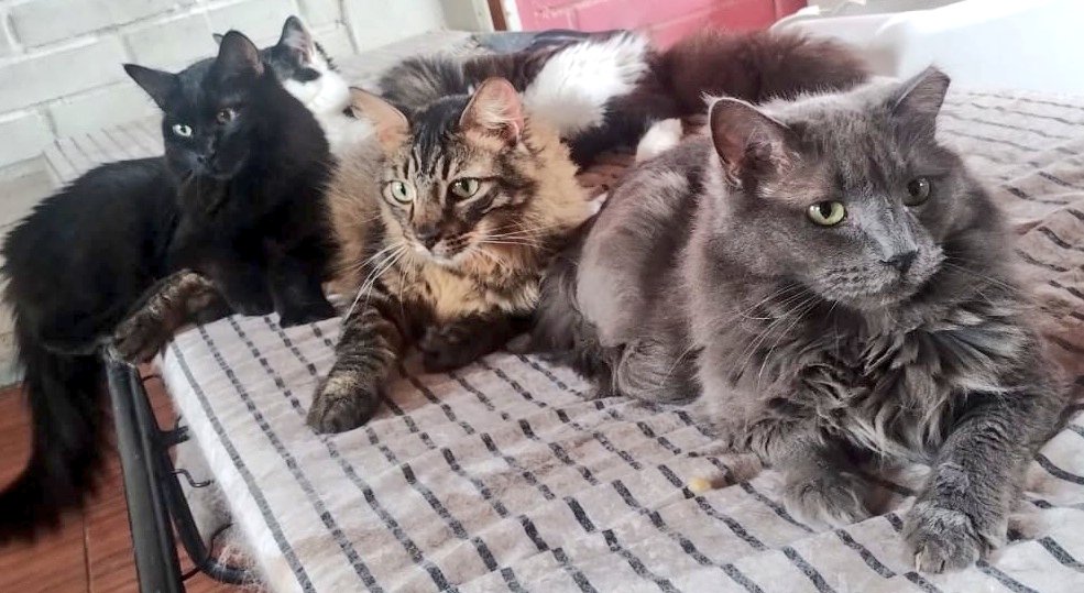 CsvChile's tweet photo. Miras esos tres hermosos y guapos 🥹 como no enamorarte 🤔 acaso están ciegos 😅
Porq Ami me tienen babosa 
El negro es chimuelito tiene 1 año y 7 meses castrado y mamon
Atigradito obvio se llama tigre 1 año y 7 meses castrado y obediente demaciado regalón https://t.co/dCL5STGcft