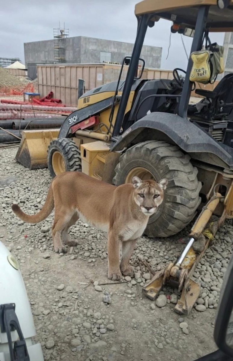 arandatamayo_'s tweet photo. #Importante ¡Cuidado con las noticias falsas! 🚨 

La Dirección de Parques y Vida Silvestre de NL advirtió que los recientes reportes de pumas en Sierra Alta y Pesquería (también el de Ternium) son falsos, tras detectar que las imágenes fueron creadas con IA 🐾🚫 https://t.co/LMRBb0wuW1