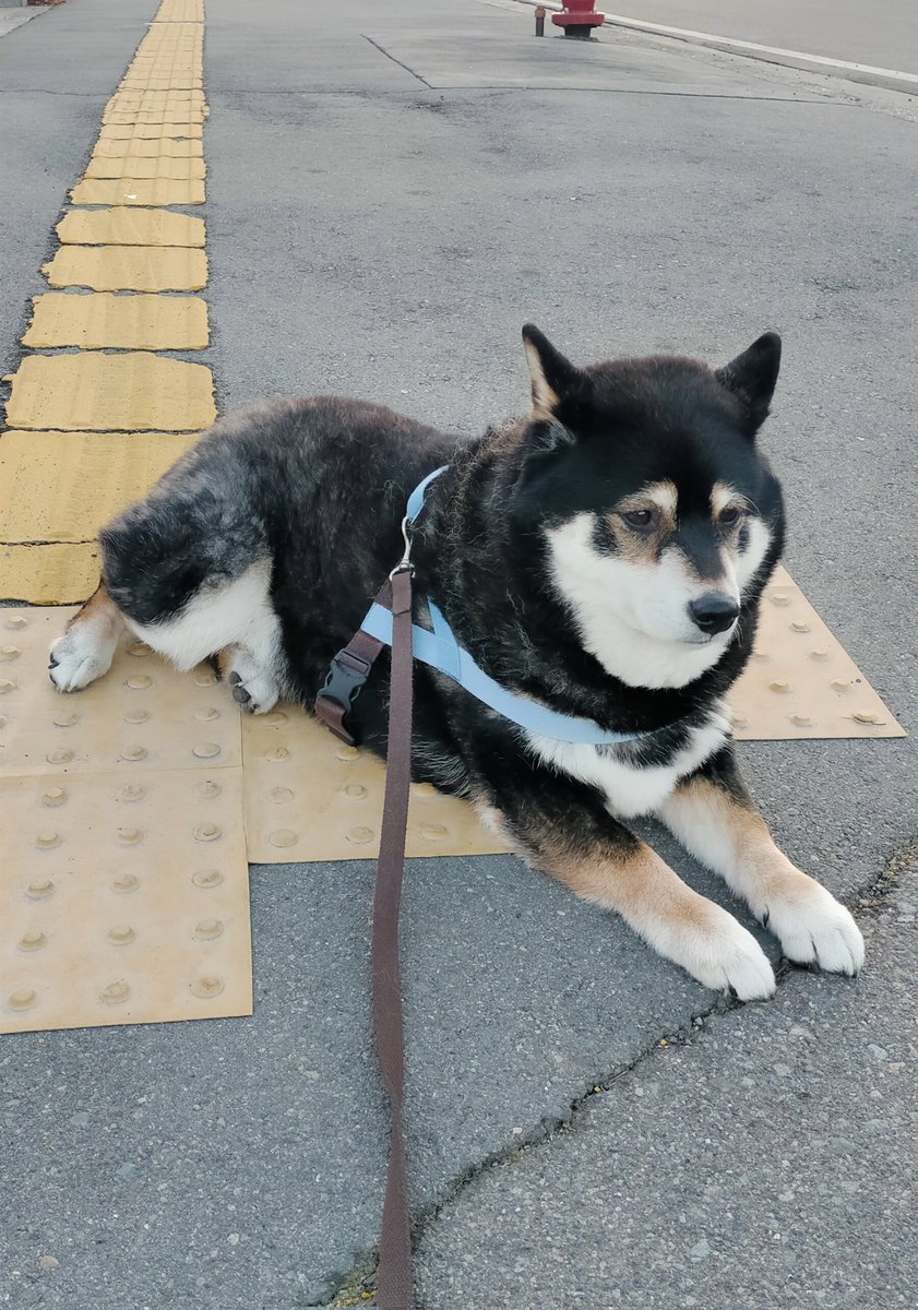 Post by まめたろう on X: 寝ちゃうねえ