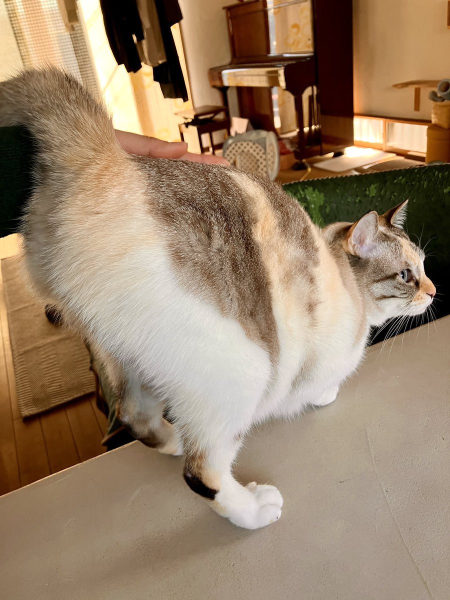 ちりぽんっちりぽんっ🍑