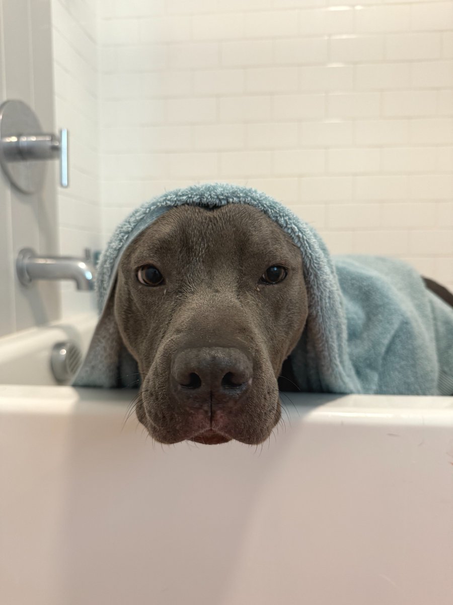 Alex thinks he’s a lap dog!

This boy is BIG personality, BIG love.

4-year-old Alex is housebroken and a big goofball. He's cuddly and prefers to be the little spoon.

Adopt Alex and you'll receive a scholarship for free training classes at the shelter! His ID# is A1400924.