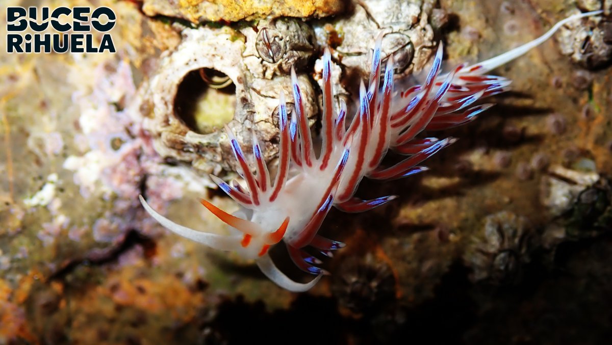 BuceoOrihuela's tweet photo. Una Cratena peregrina que nos observa😂
Este Nudibranquio es inmune al veneno de los hidroides de los que se alimenta. De hecho reutiliza su veneno para defenderse, acumulándolos en sus ceratas.
#cratena #nudi #fotosub #Buceo #submarinismo #scuba #CaboTiñoso #mediterraneo https://t.co/14JSP810nB