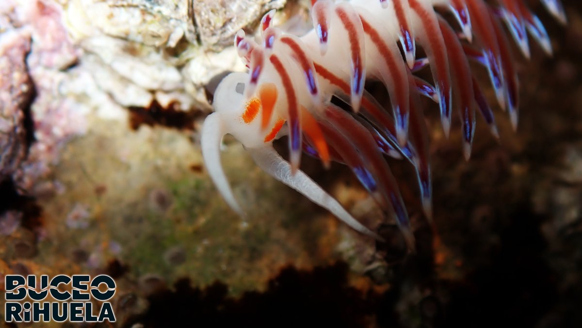 BuceoOrihuela's tweet photo. Una Cratena peregrina que nos observa😂
Este Nudibranquio es inmune al veneno de los hidroides de los que se alimenta. De hecho reutiliza su veneno para defenderse, acumulándolos en sus ceratas.
#cratena #nudi #fotosub #Buceo #submarinismo #scuba #CaboTiñoso #mediterraneo https://t.co/14JSP810nB