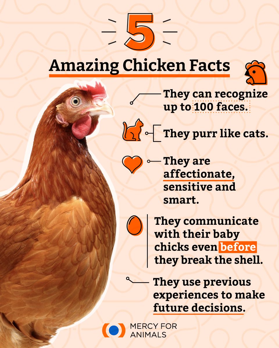 MercyForAnimals's tweet image. Chickens are incredible animals. They pass down knowledge from generation to generation, can recognize dozens of individuals, and even dream! ⁠
⁠
We can take action for #chickens through our food choices!⁠ Get tips for eating vegan here: mercyforanimals.org/take-action/pl… #SuperBowl