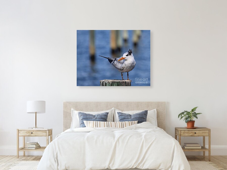 JoanneCarey64's tweet photo. "Royal Tern on a Wooden Post" #Canvas ๐
#birdphotography #royaltern #wallart #homedecor #coastaldecor #birdwatching #ocean #gifts
https://t.co/q9w66BSeo3 https://t.co/1HKqrX4p2C