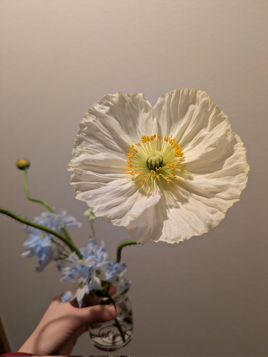 おはよう〜🔆

お店で蕾で売られていたポピーが咲きました！
白、黄色、赤。蕾の間は何色か分からなかったけど、どの色も綺麗！花びらもこんなに大きかったんだ！って驚くくらい🏵️

お花は水仙が一番好きなんだけど、ポピーも好きかも💛🤍

週末が待ち遠しいね🫧
今日も1日がんばろ〜ぅ🙌