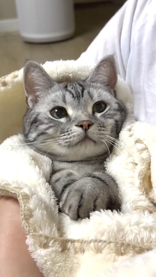 Victoriaa453's tweet photo. I’m not a kitten, I’m a whole mood. https://t.co/2wjpruPCvE