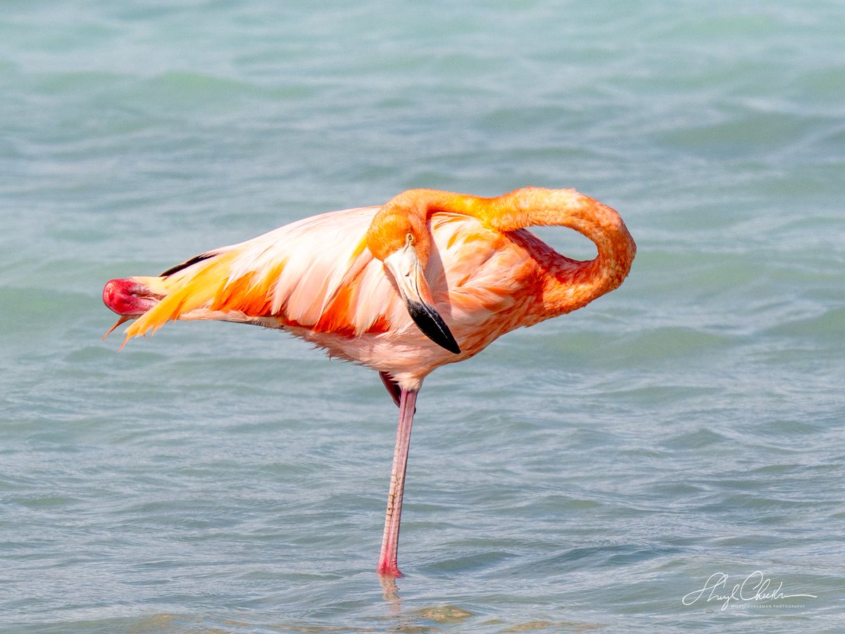 DiveArtist's tweet image. A pink #lifer for me in Bonaire last week! #flamingo #birdcpp