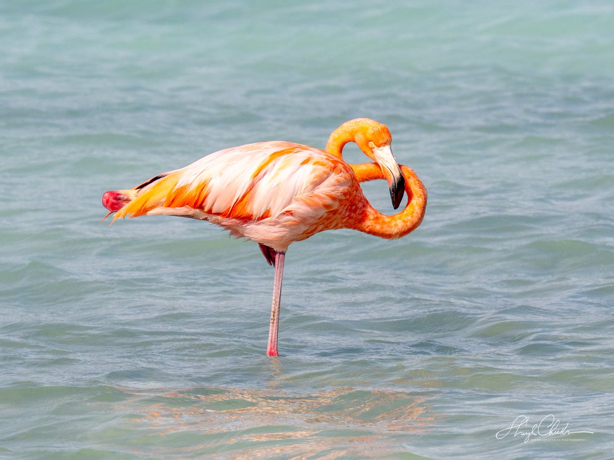 DiveArtist's tweet image. A pink #lifer for me in Bonaire last week! #flamingo #birdcpp