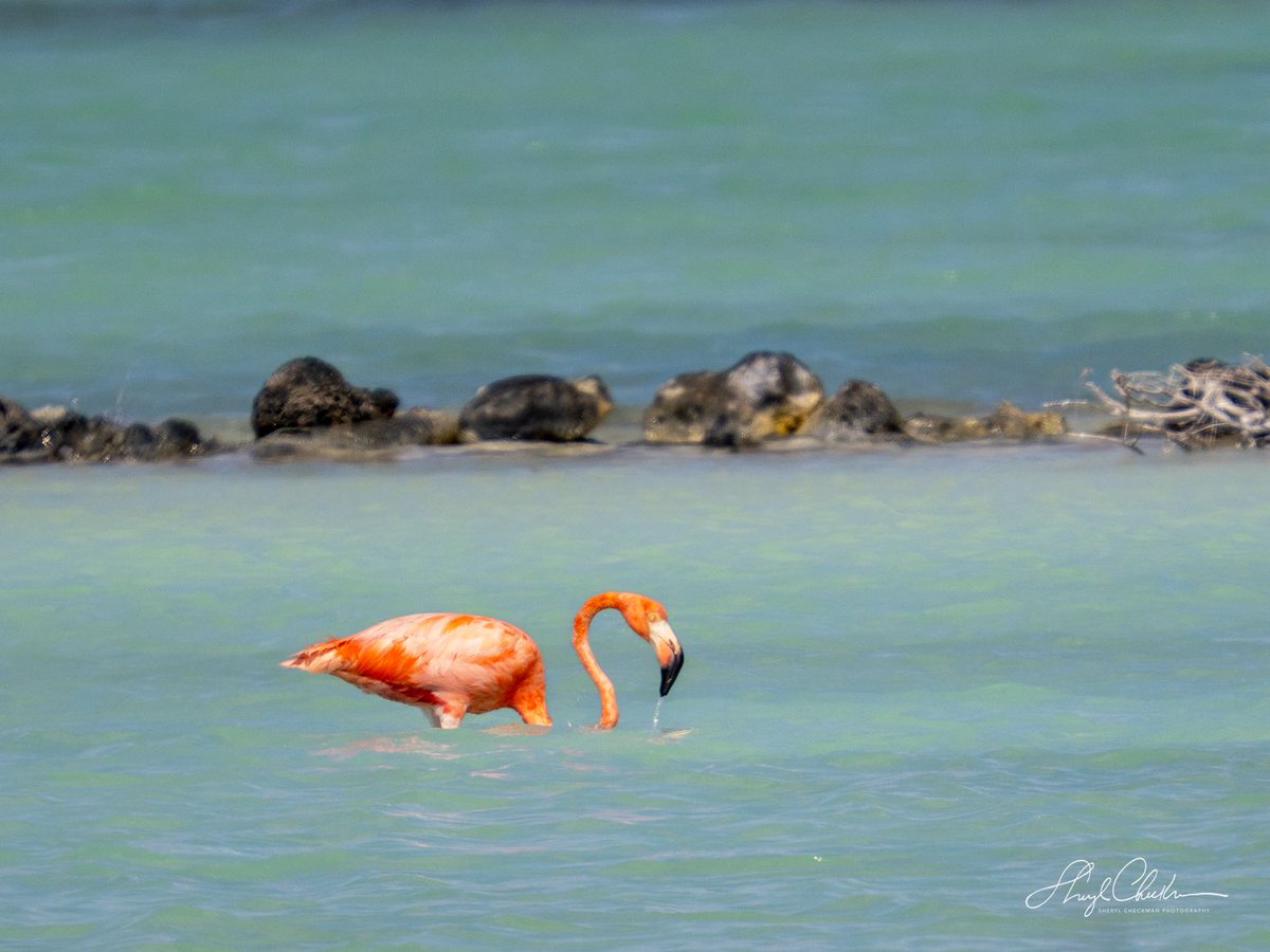 DiveArtist's tweet image. A pink #lifer for me in Bonaire last week! #flamingo #birdcpp