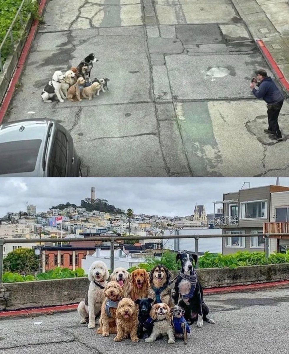 Puppies 🐶 (@puppiesiover) on Twitter photo 