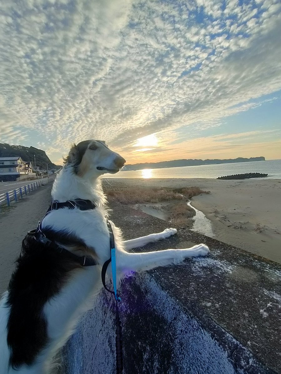 ボルゾイ🏝️がっちゃん（MAX改め） tweet media