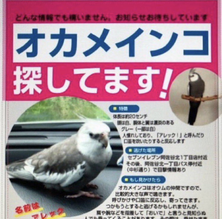 ワンコちゃん☺️ tweet media