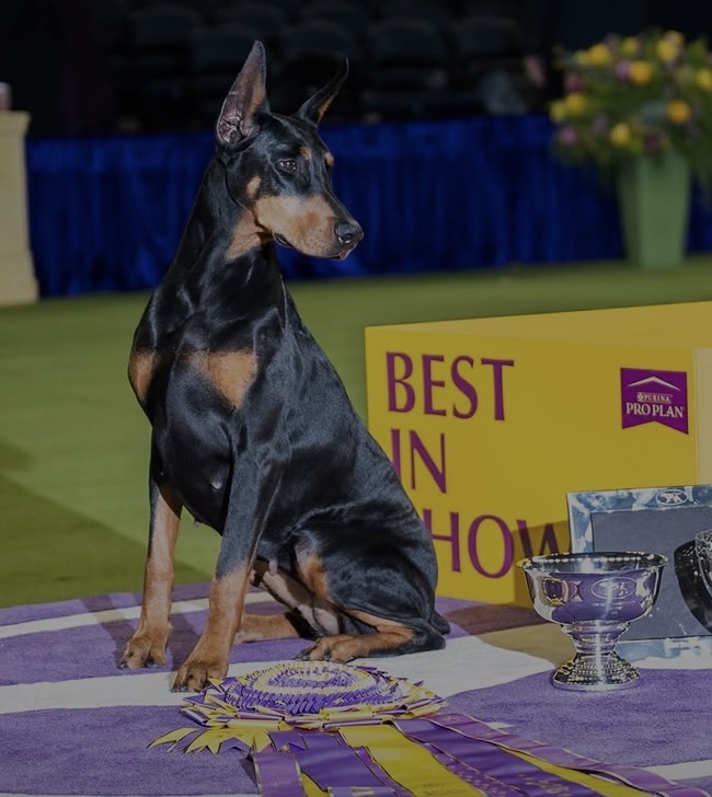 ⁦<a href="/WKCDOGS/">Westminster Kennel Club</a>⁩ #doberman Best In Show❤️