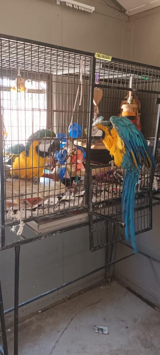 Brainy Birds SA tweet media