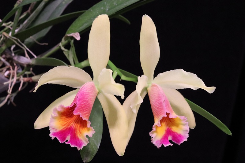 NK】 (@nknk81191345) / Posts / X