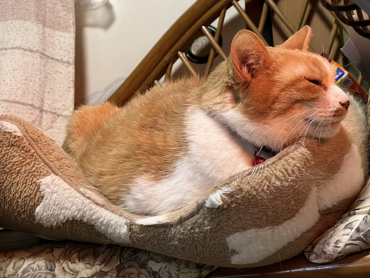 おはようございます🐈