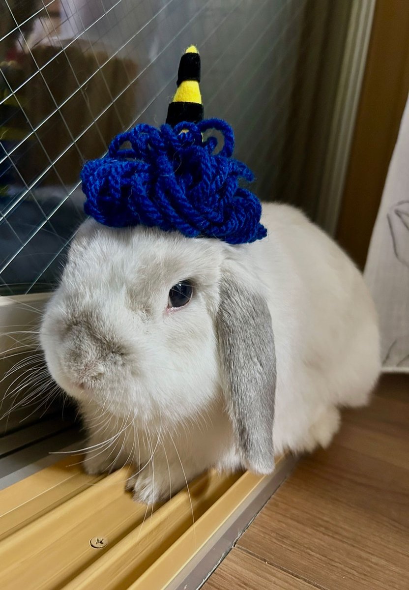 うさぎ専門店ココロのおうち (@kokoro_info) / Posts / X