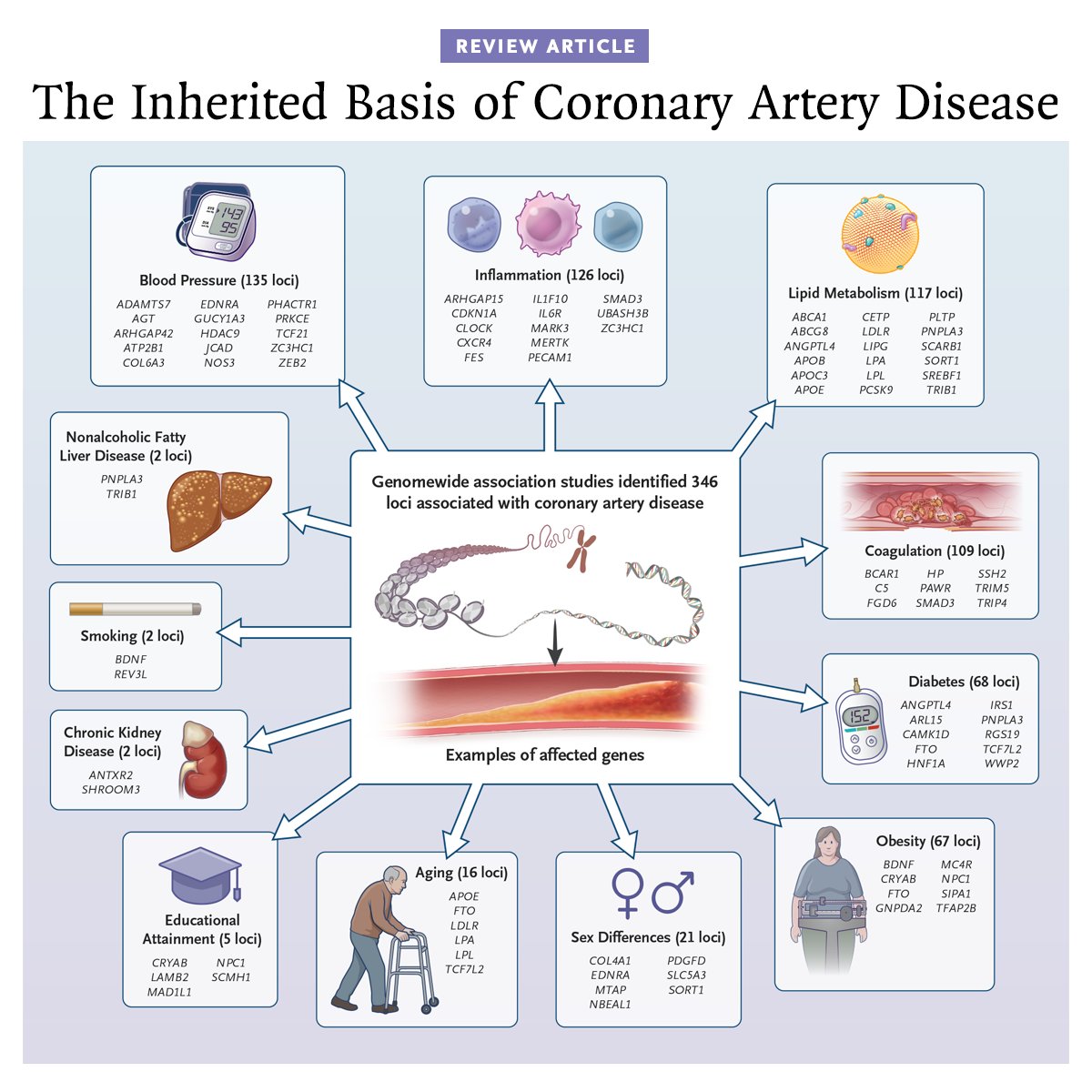 New Review Article: The Inherited Basis of Coronary Artery Disease 👉 nej.md/4tmGZtI 

Coronary artery disease develops from an interplay of behavioral, environmental, genetic, and stochastic factors. Smoking, hypertension, hyperlipidemia, and diabetes mellitus are