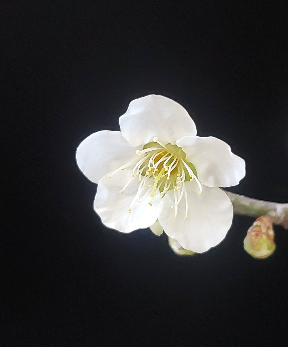 今年も小さい甲州野梅が咲き始めた❀ 良い香り〜( *¯ ꒳¯*) #盆栽 #野梅