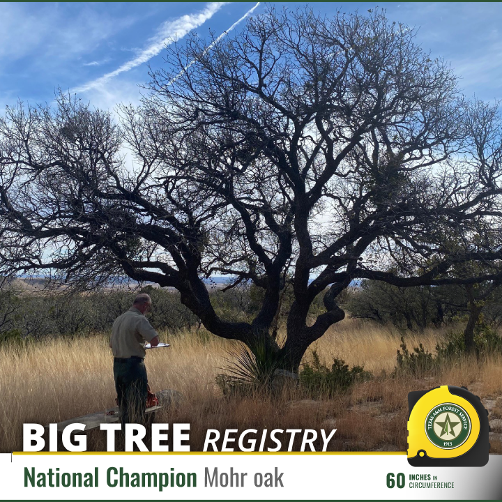 TXForestService's tweet photo. In early January, Regional Urban Foresters remeasured champion trees of the Texas Big Tree Registry.

Two champions were verified in Guadalupe Mountains National Park: Mohr oak (60") and alligator juniper (173").

Learn more: https://t.co/BZqxiqDL3V https://t.co/TiXb3Wmssz