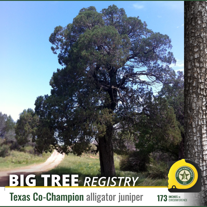 TXForestService's tweet photo. In early January, Regional Urban Foresters remeasured champion trees of the Texas Big Tree Registry.

Two champions were verified in Guadalupe Mountains National Park: Mohr oak (60") and alligator juniper (173").

Learn more: https://t.co/BZqxiqDL3V https://t.co/TiXb3Wmssz