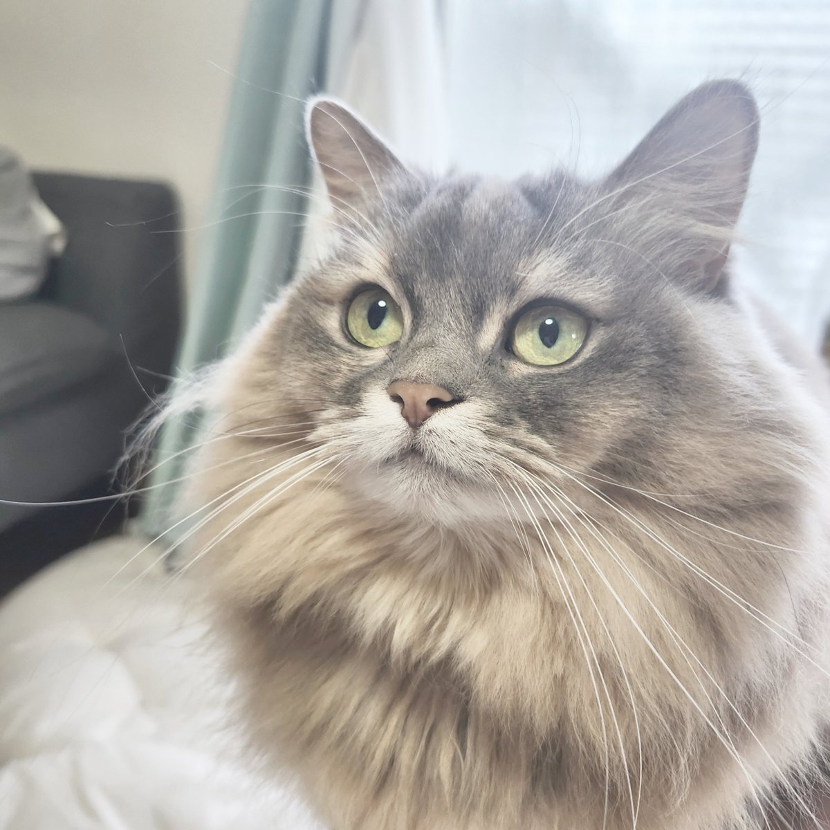 ふわふわナズナ🌱 (@fwfwnzn) / Posts / X