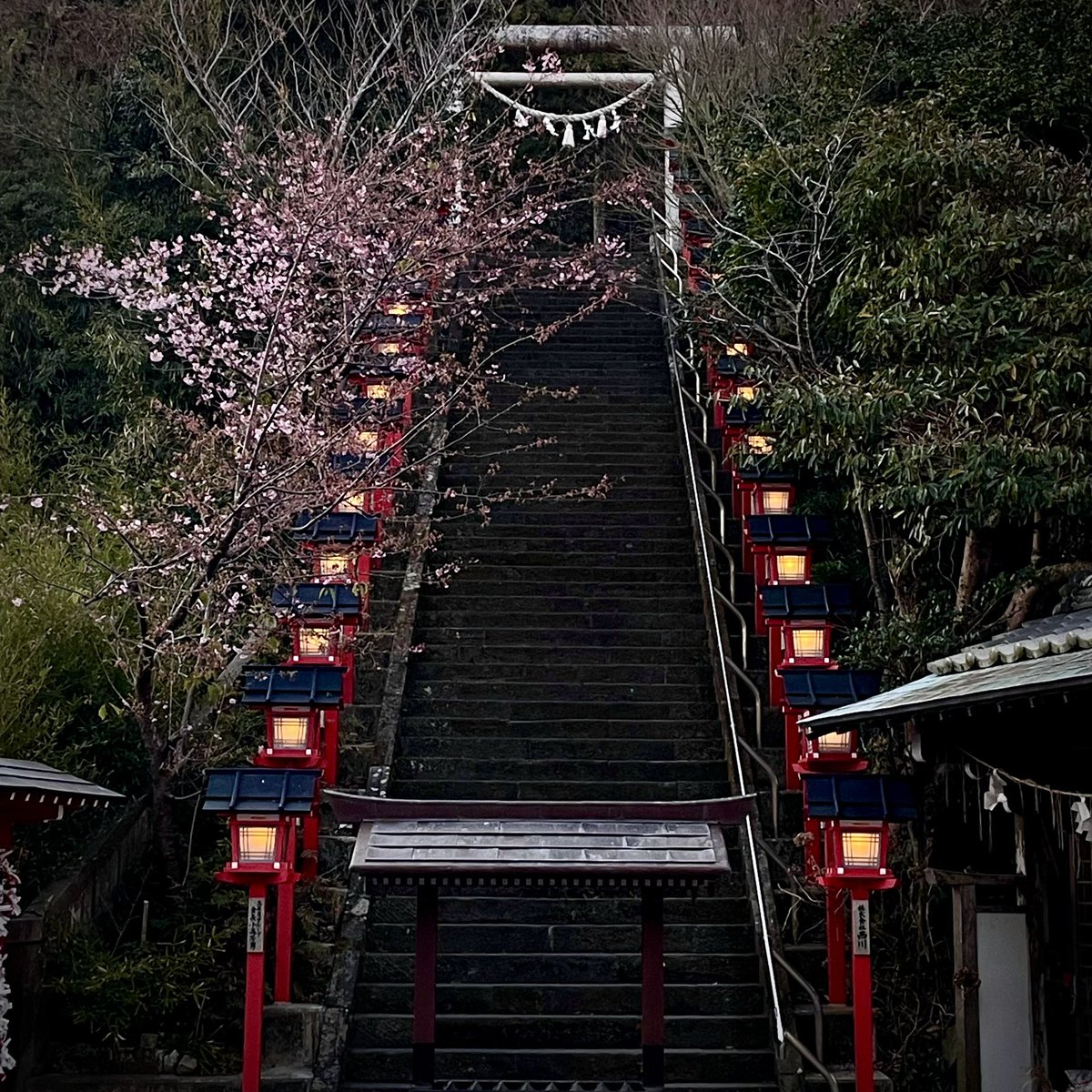 travistripbeans's tweet photo. #遠見岬神社　の桜(河津桜？)が咲きました。今日は風もなく穏やかな　#勝浦市　#TravisTripBaens は本日から日曜日(2/5-2/8) まで　#勝浦朝市　出店予定です。 https://t.co/7JFiWgiV3I