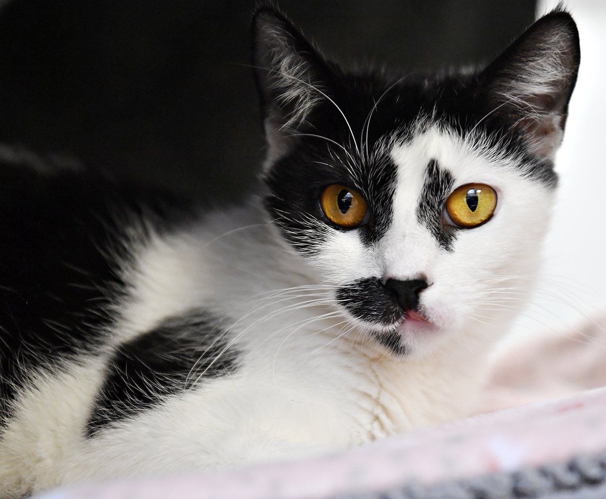 Dawn J. Sagert tweet media