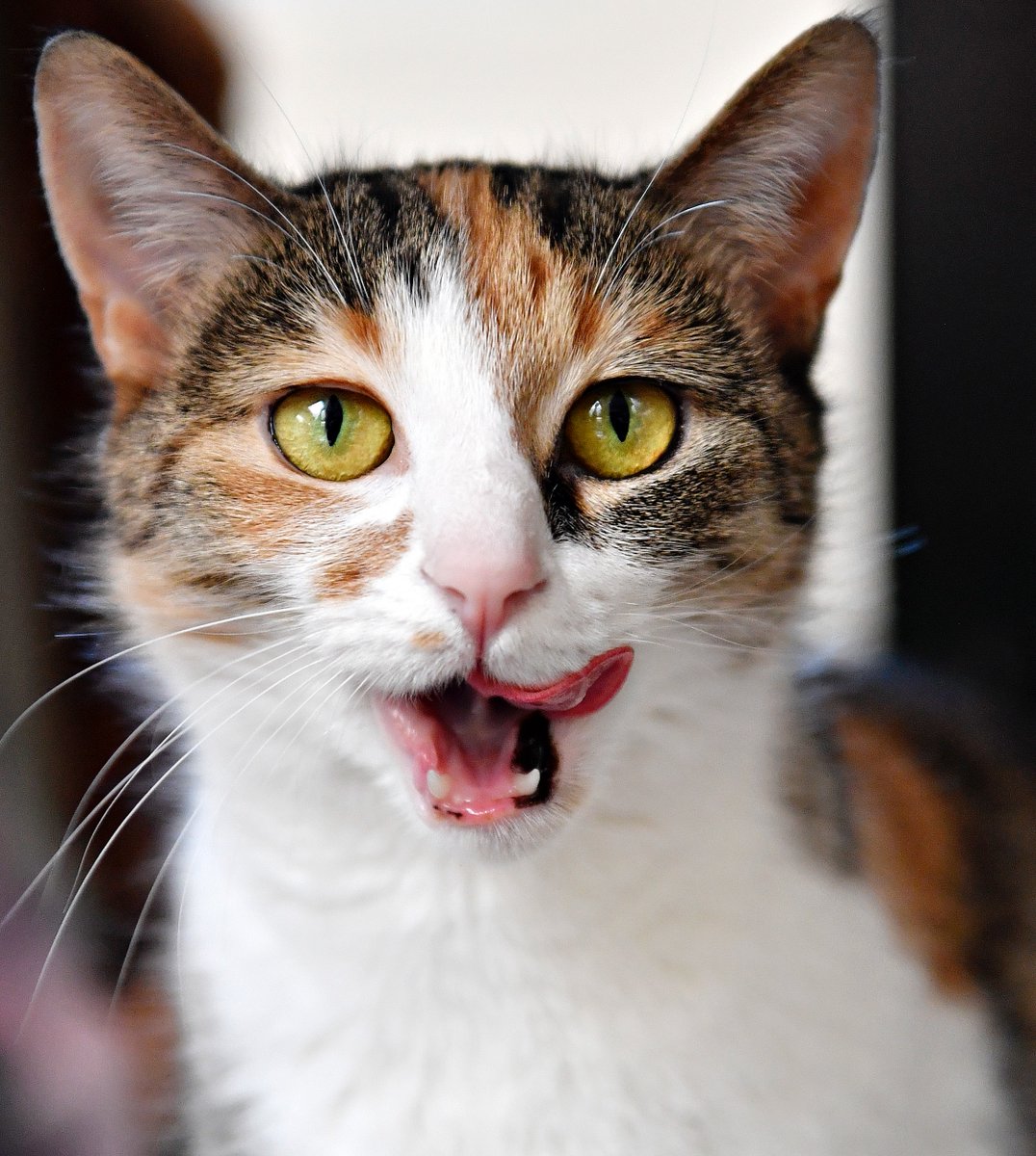 Dawn J. Sagert tweet media