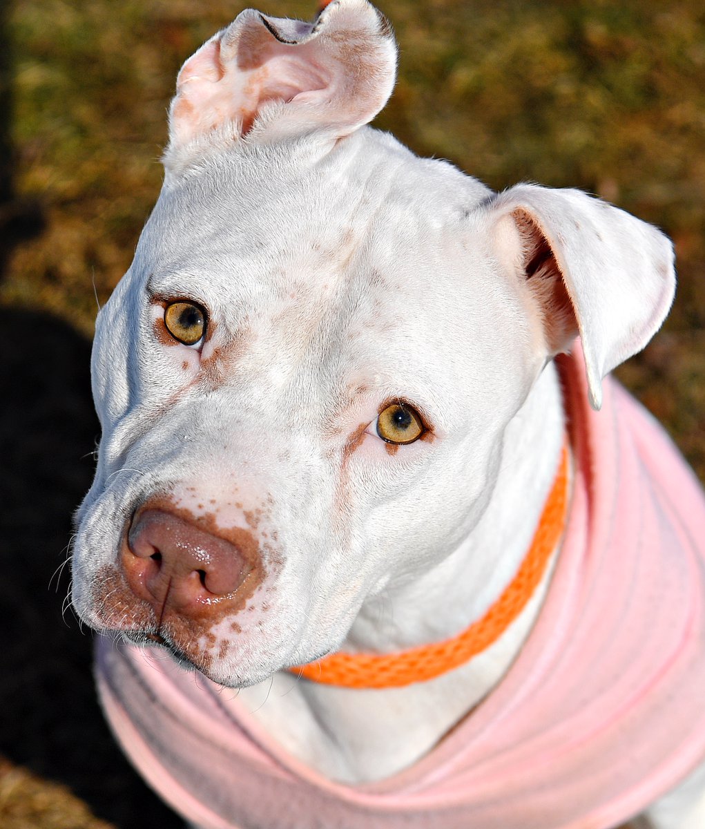 Dawn J. Sagert tweet media